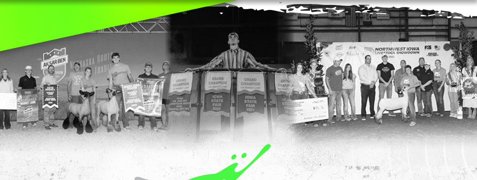 Schmillen Show Lambs